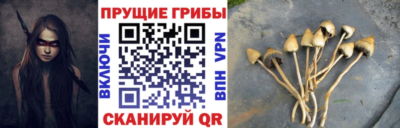 где продают наркотики  mega ссылки  Псилоцибиновые грибы MAGIC MUSHROOMS  Балтийск 